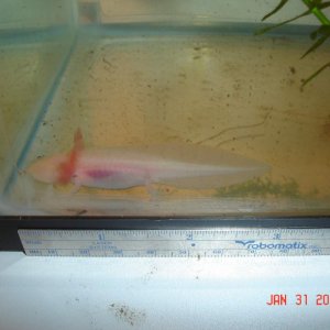 Golden female/Albino male