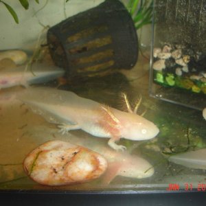 Golden female/Albino male