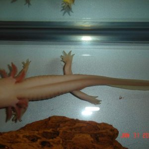 Albino male breeder