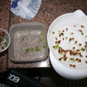 marmoratus eggs from left to right:
Unknown eggs; Eggs from female 1; Eggs from female 2