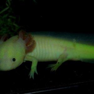 2 y.o. GFP axolotl, female