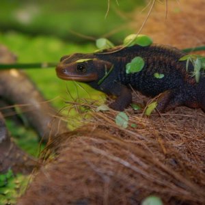 2 y.o. Tylototriton verrucosus