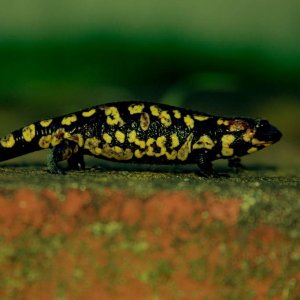 2 y.o. female Salamandra salamandra gallaica