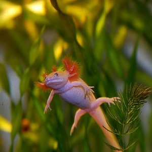 2 months old leucistic Pleurodeles waltl