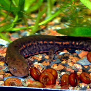 Pachytriton labiatus, adult male 3+ y.o.( WC from pet store)