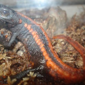 Red Tail Knobby Newt