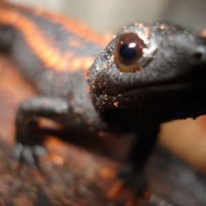 Red Tail Knobby Newt