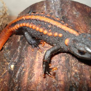 Red Tail Knobby Newt