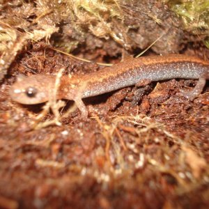 Redback Salamander