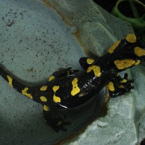 Fire Salamander