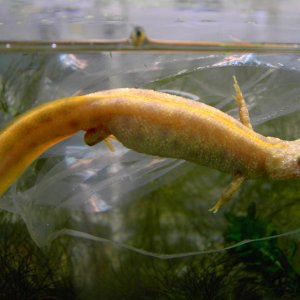 Flavistic Triturus carnifex laying eggs.