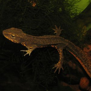 Don't let this happen to YOUR newt!