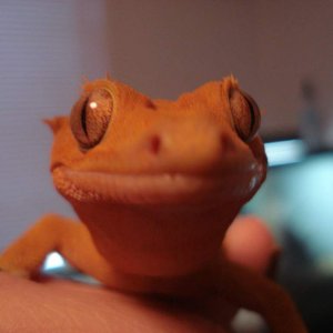 Ruby Crested gecko