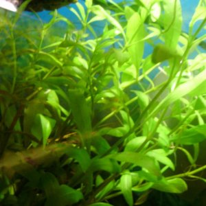 Hygrophila polysperma