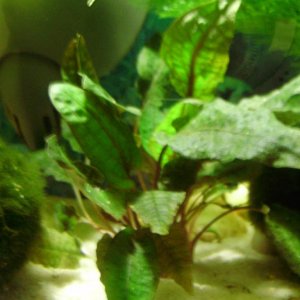 Cryptocoryne wendtii tropica