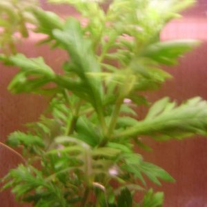 Higrophila difformis