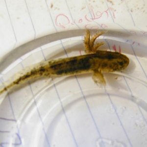 eastern tiger salamander larvae