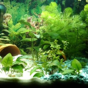 my new akvarium. got it this christmas, from my boyfriend.   it contain  freshwater fishes