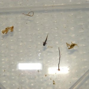 Cynops(?) 5days old larvae