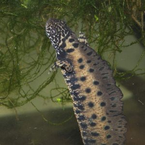 Male with breeding crest