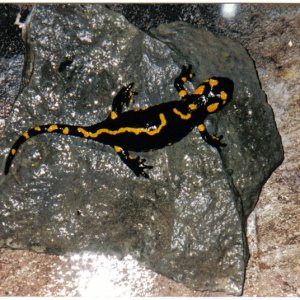 fire salamander