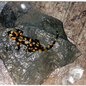 fire salamander 1