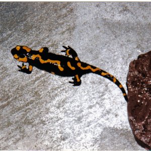 fire salamander 2