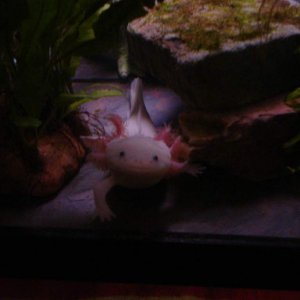 Muugen my leucistic