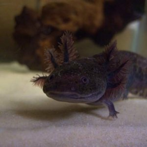 Kahlua after a week in his new home. New purplish gills and a longer front leg and longer toes growing after being bitten off by his tankmates at the 