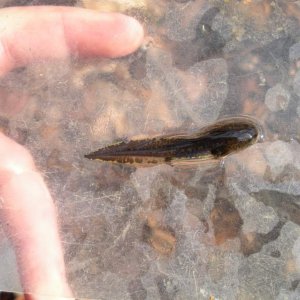 A little Ambystoma opacum larva, showing off it's flashy new 'recapture' mark.