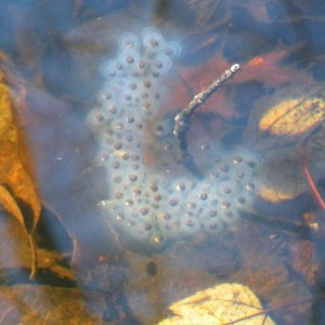 Ambystoma maculatum eggs, showing the double envelope