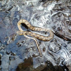 Dead watersnake we found. Probably froze to death after a nice warm day.