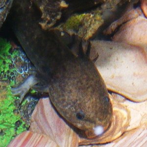 Axolotls! Sorry about focus, its difficult to do with glass and water in the way and im no pro at photography!