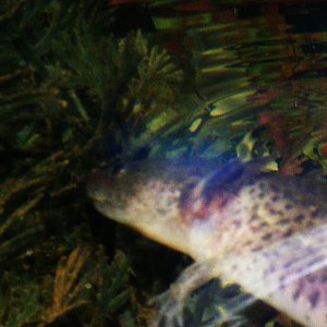 Axolotls! Sorry about focus, its difficult to do with glass and water in the way and im no pro at photography!