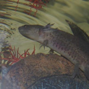 Axolotls! Sorry about quality, camera is difficult to focus through water and glass!