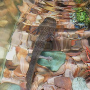 Axolotls! Sorry about quality, camera is difficult to focus through water and glass!