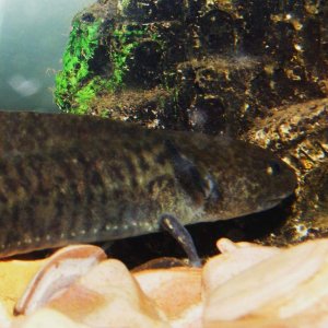 Axolotls! Sorry about quality, camera is difficult to focus through water and glass!