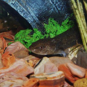 Axolotls! Sorry about quality, camera is difficult to focus through water and glass!