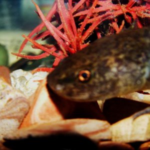 Axolotls! Sorry about picture quality, hard to focus through glass and water!