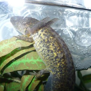 Hot summer day, axolotl chillin next to the ice pack.