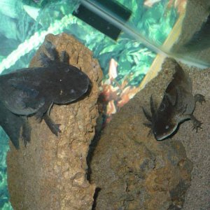 Two axolotls