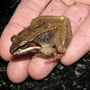 Frog ferry
Getting them safely across the road is the human contribution to this event.