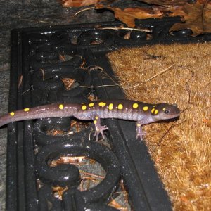 Oops, where's the pond?
Critters on the doorstep - Do they steer toward light, like sea turtles?