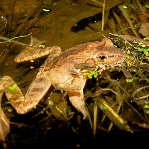 Floating at last!
The wood frogs begin to quackle as soon as they hit the water.