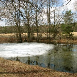 The morning after
They don't seem to mind the ice, as long as there's a place to slip into the water and get busy.