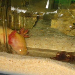 IMG 6797v2  Honk sniffing out the bloodworms