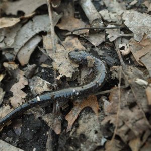 Red Back Salamander: Lead Back Phase.