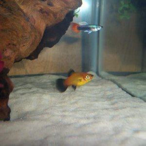 Moon and Meeho swimming around and avoiding Kahlua.
Moon= platy
Meeho= guppy
moon's brother= eaten