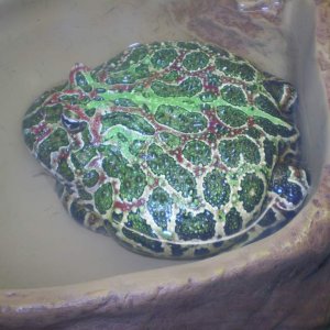 Jabba - an ornate horned frog and this pic does not do his beautiful coloring any justice.