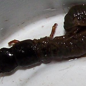 Chekov's Earwig Aquatic Catskills